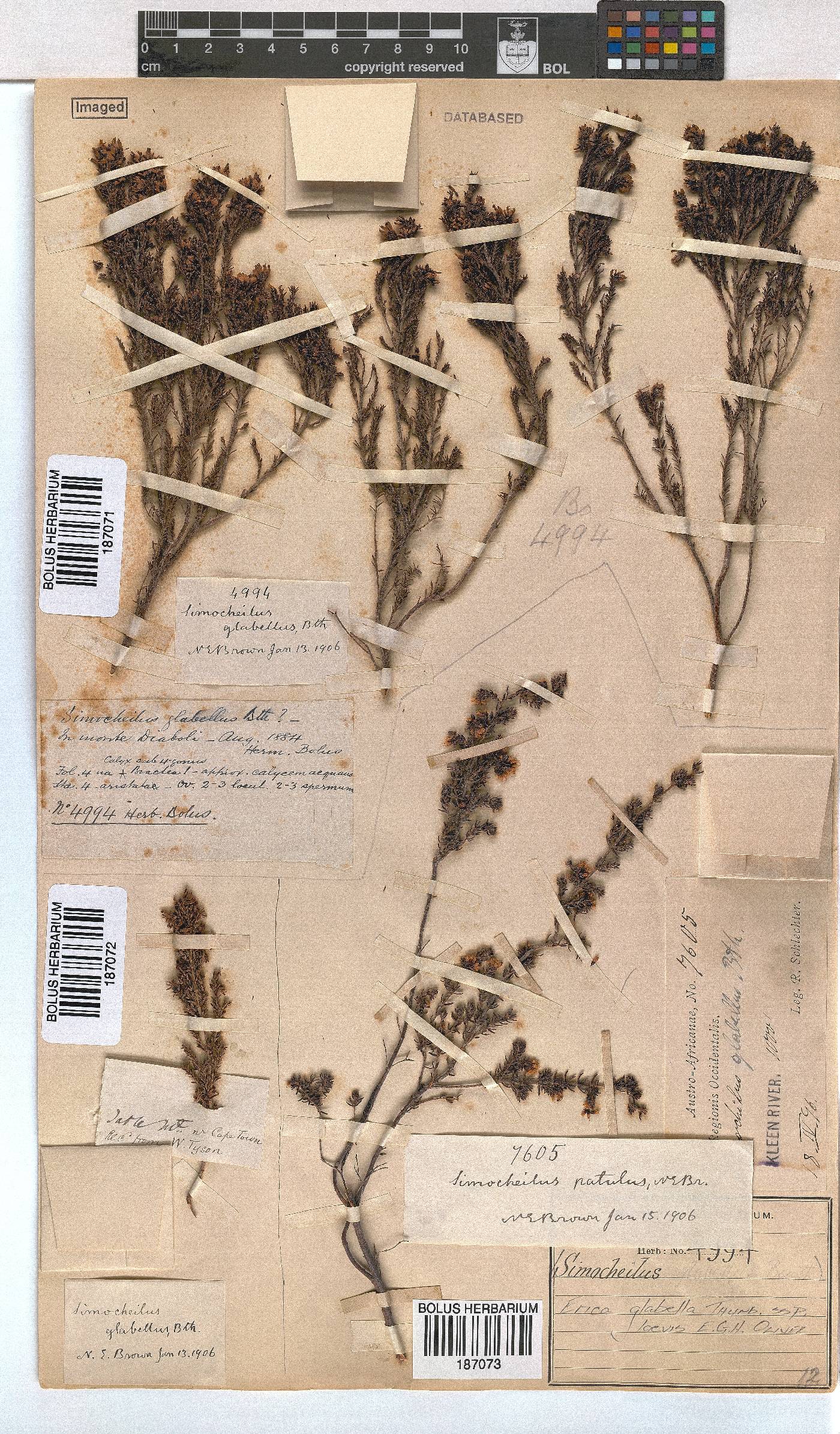 Erica glabella subsp. laevis image