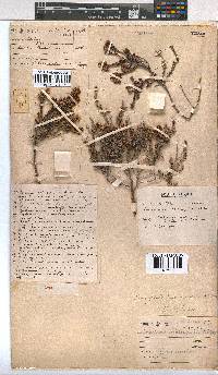 Erica glabella image