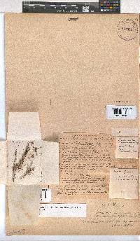 Erica paucifolia subsp. squarrosa image