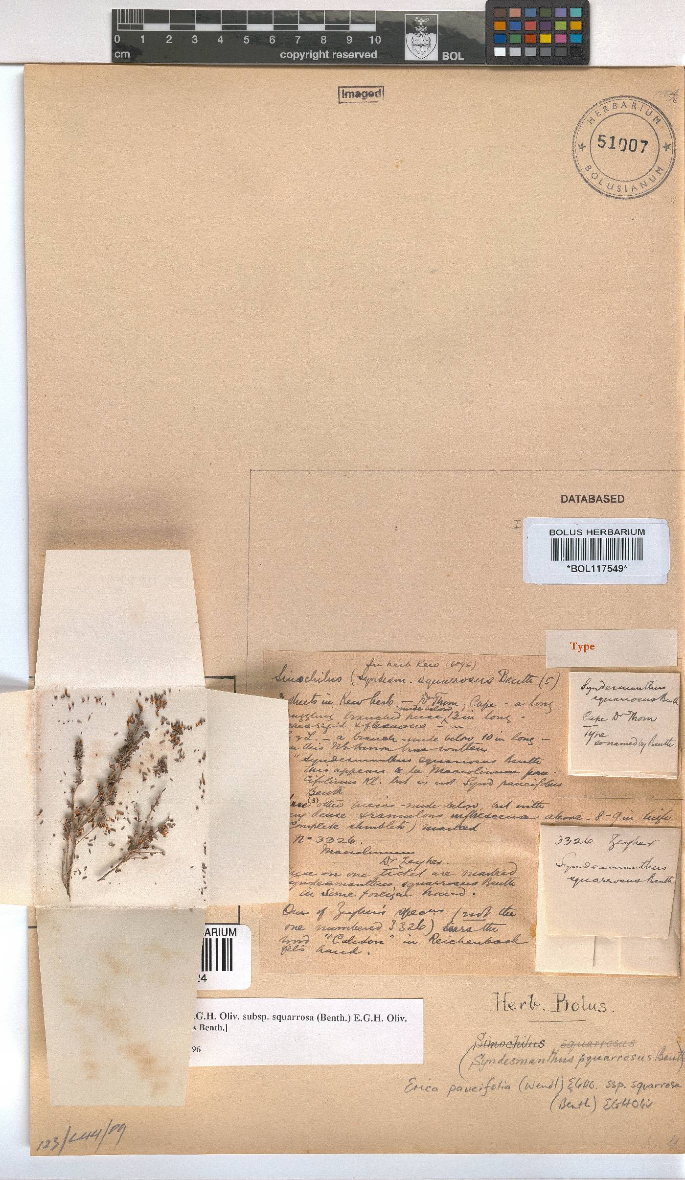 Erica paucifolia image