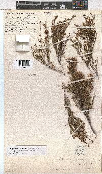 Erica rosacea subsp. rosacea image