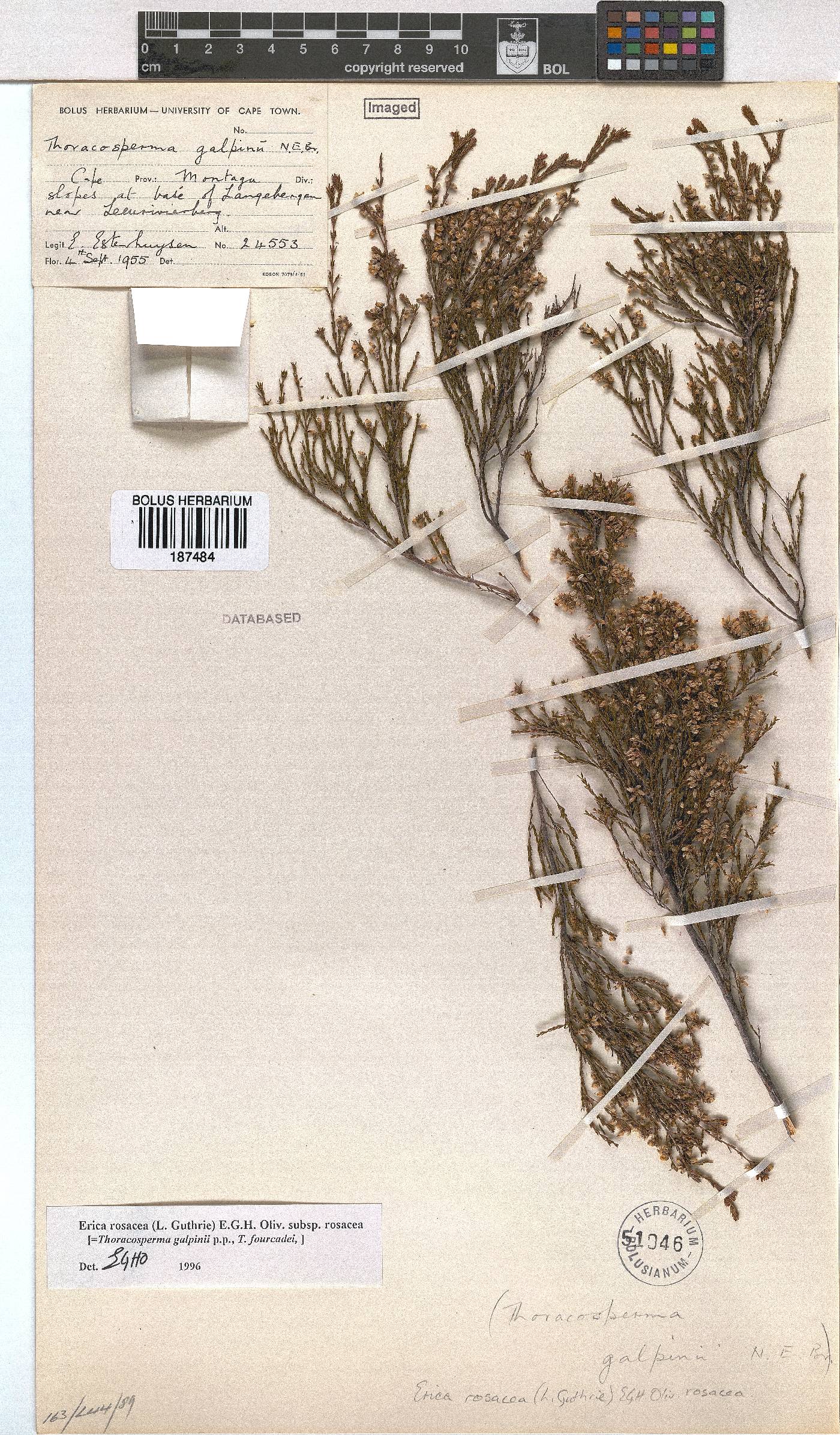 Erica rosacea subsp. rosacea image