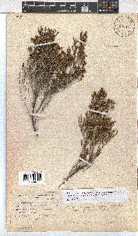 Erica rosacea subsp. glabrata image