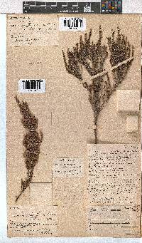 Erica puberuliflora image