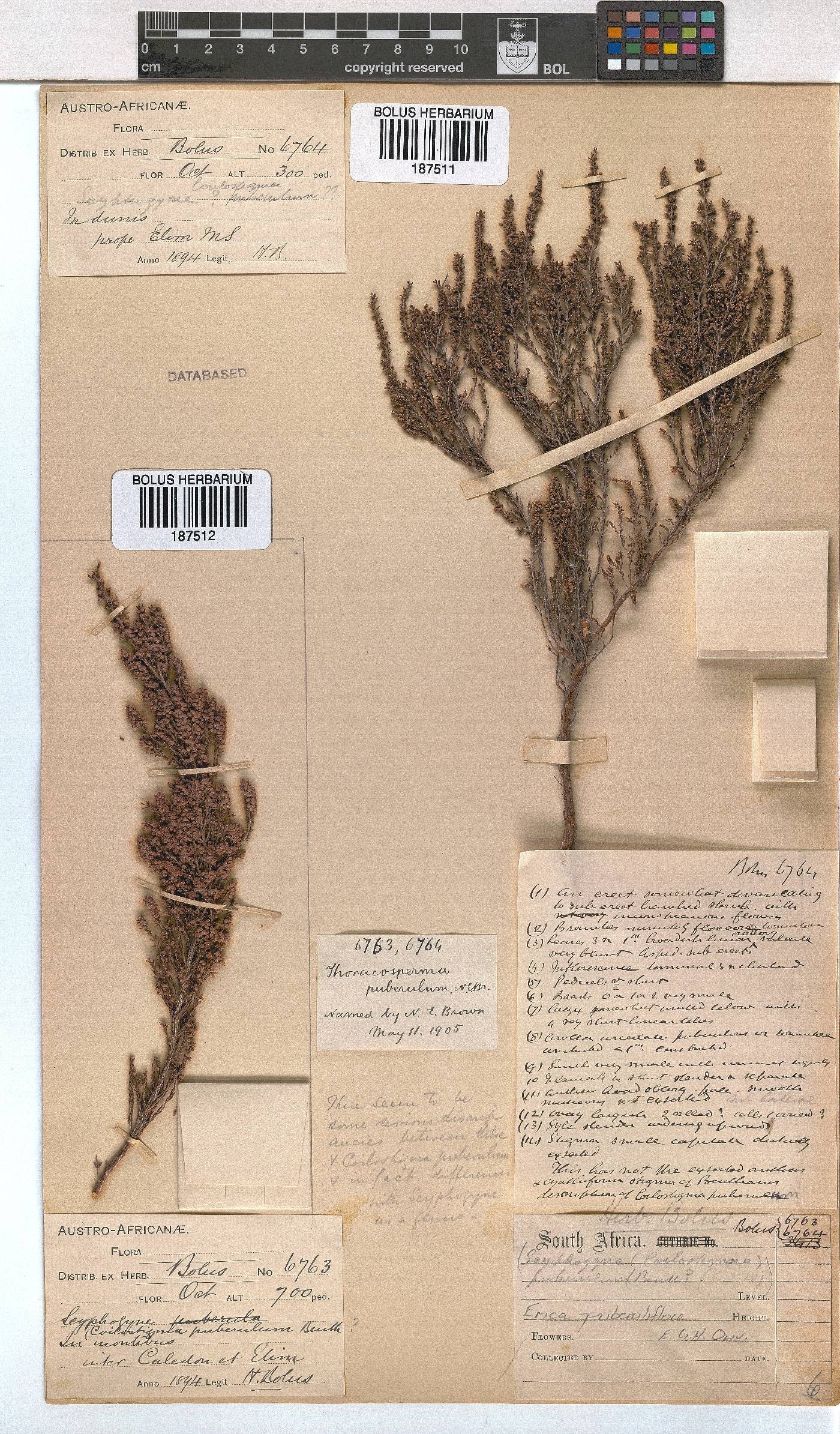 Erica puberuliflora image