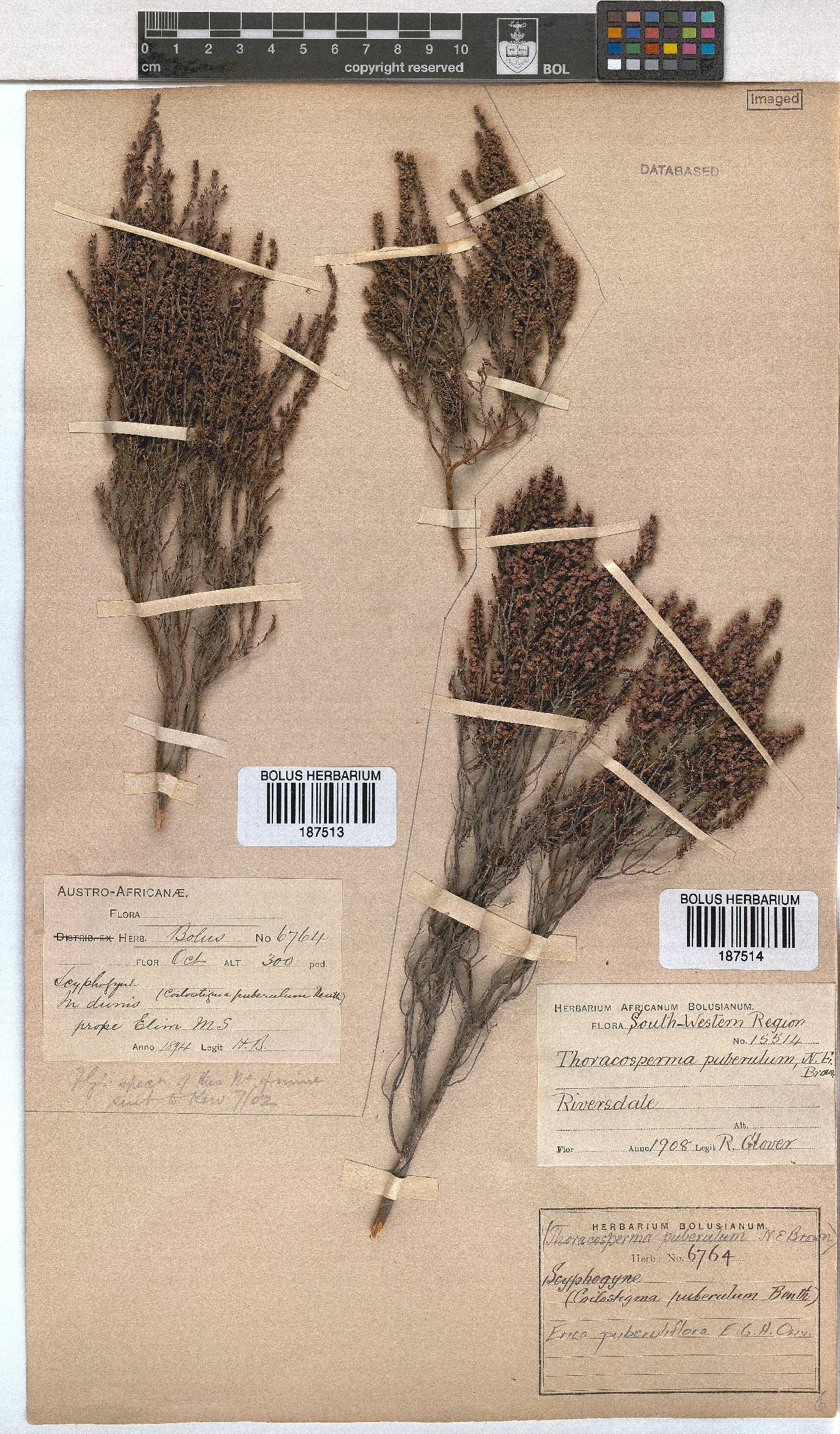 Erica puberuliflora image