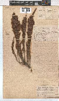 Erica puberuliflora image