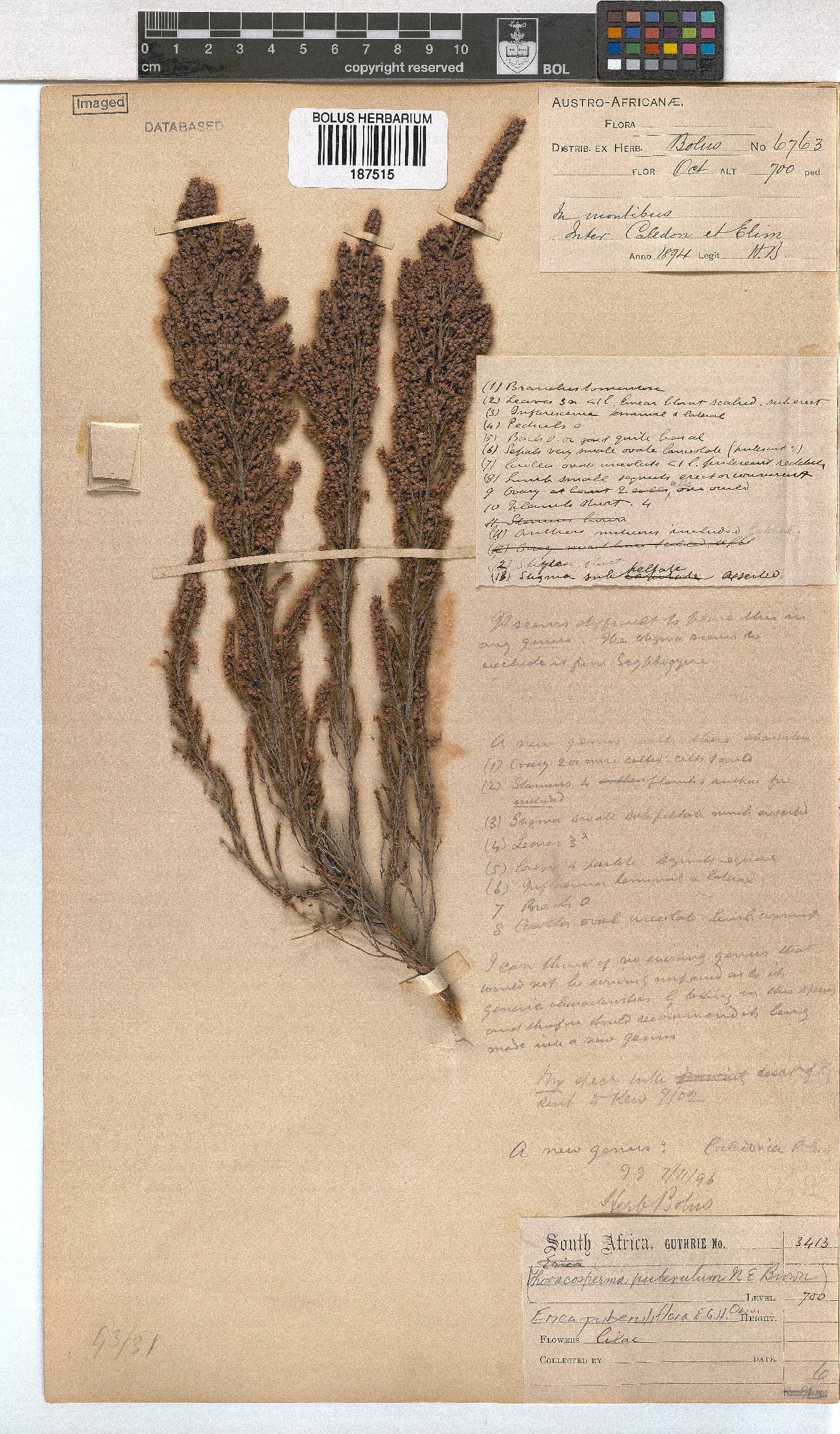 Erica puberuliflora image