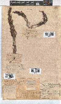 Erica puberuliflora image