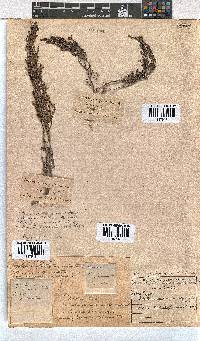 Erica puberuliflora image