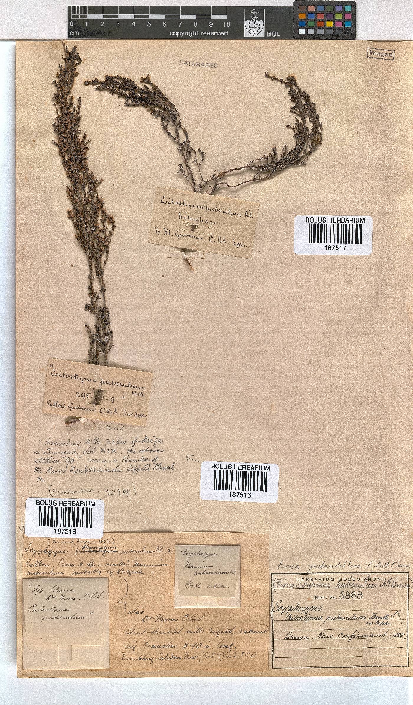 Erica puberuliflora image