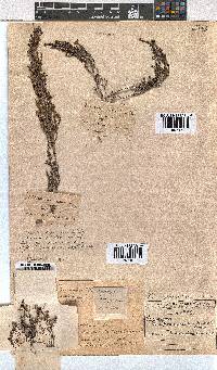 Erica puberuliflora image