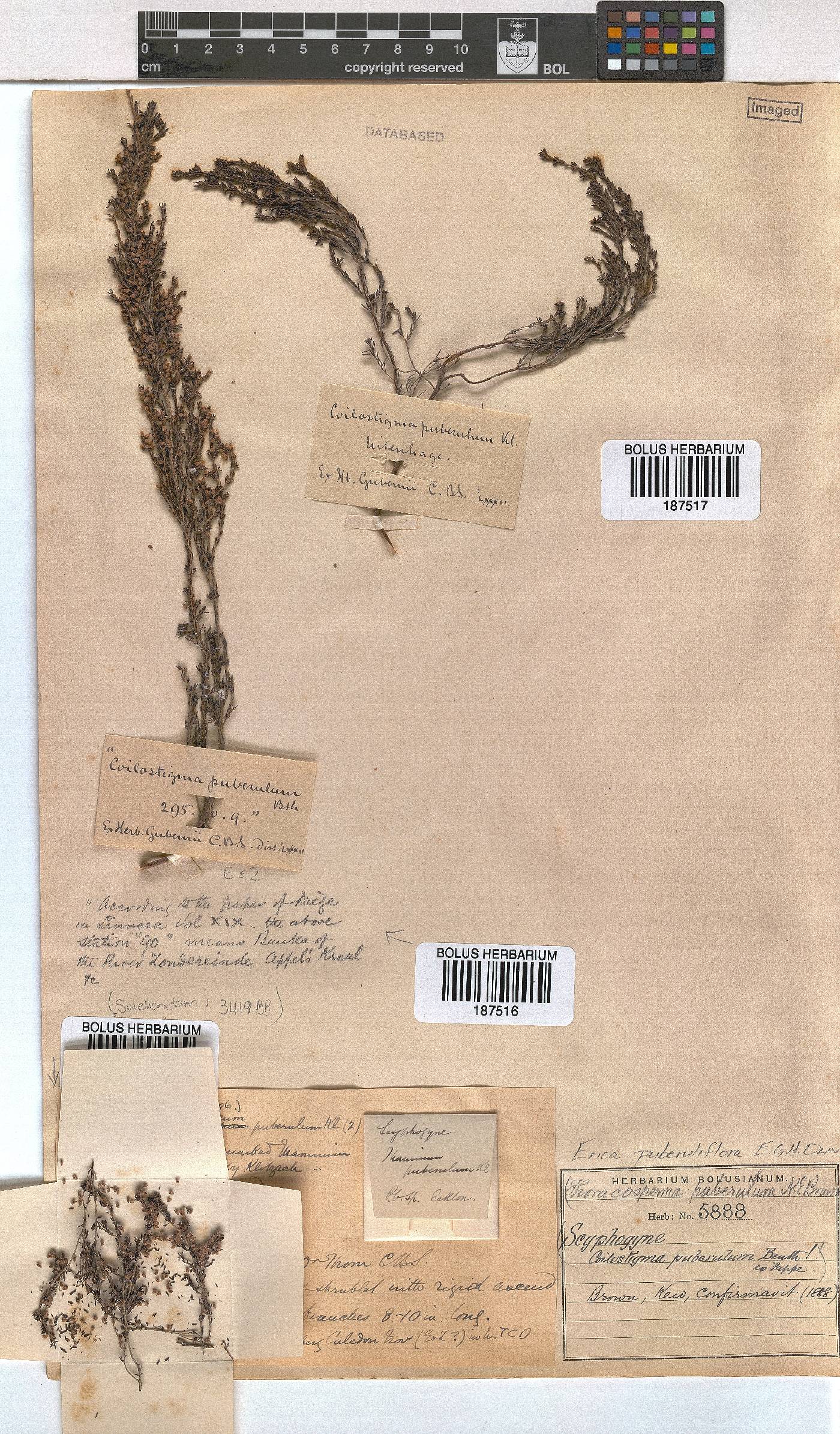 Erica puberuliflora image