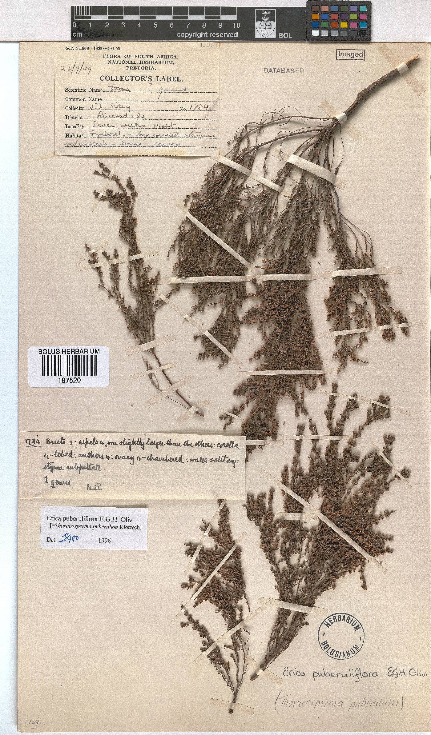 Erica puberuliflora image