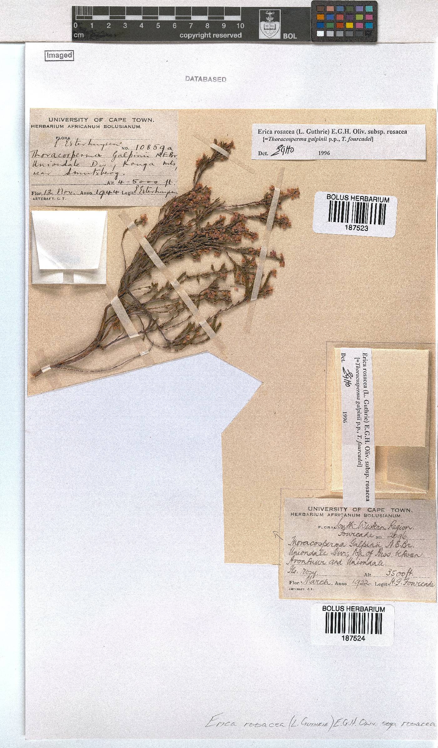 Erica rosacea subsp. rosacea image