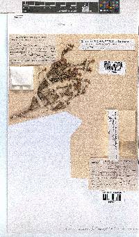 Erica rosacea subsp. rosacea image