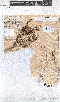Erica rosacea subsp. rosacea image