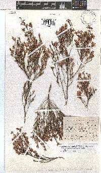 Erica rosacea subsp. rosacea image