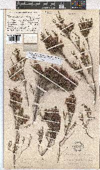 Erica rosacea subsp. rosacea image