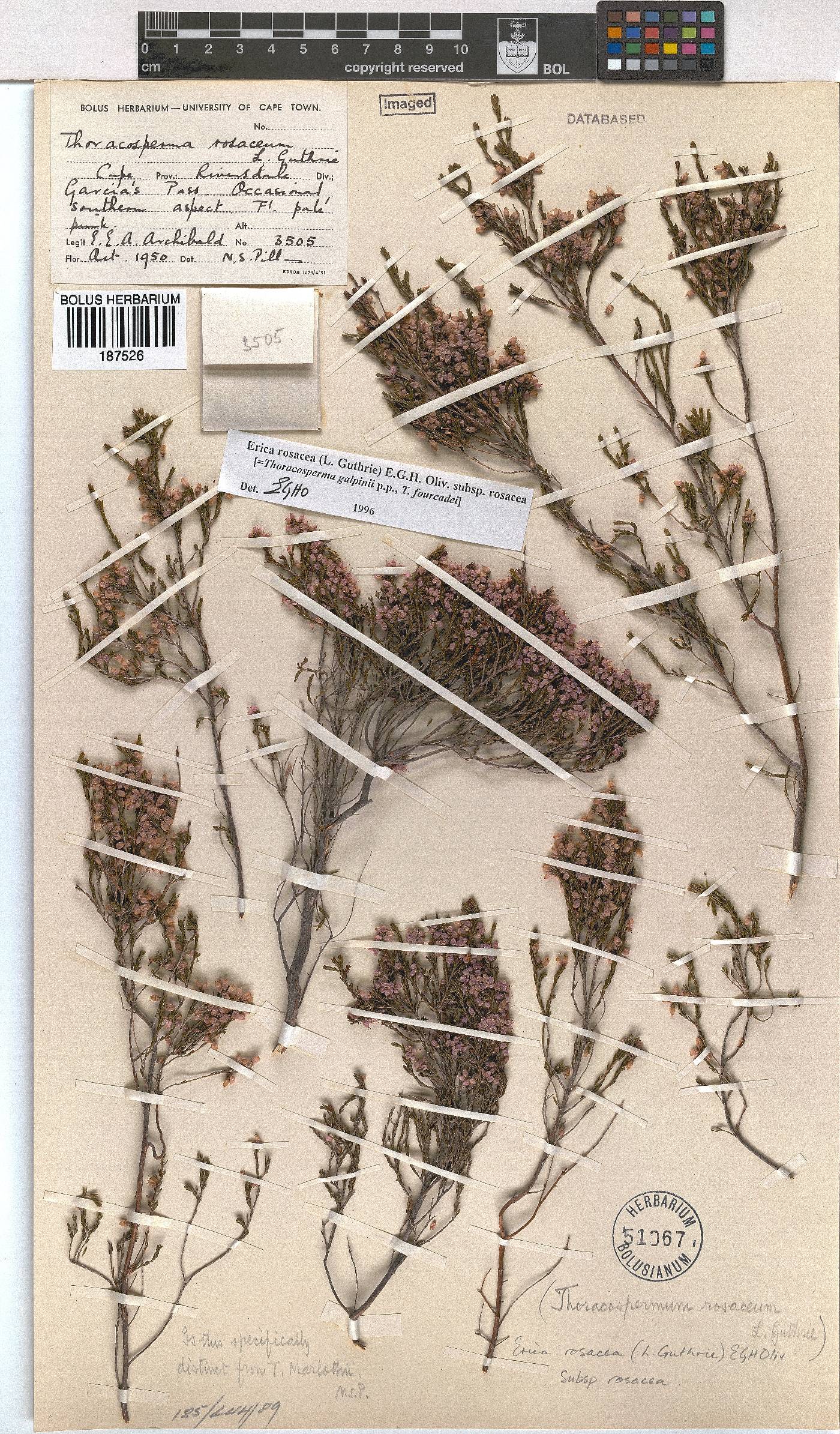 Erica rosacea subsp. rosacea image