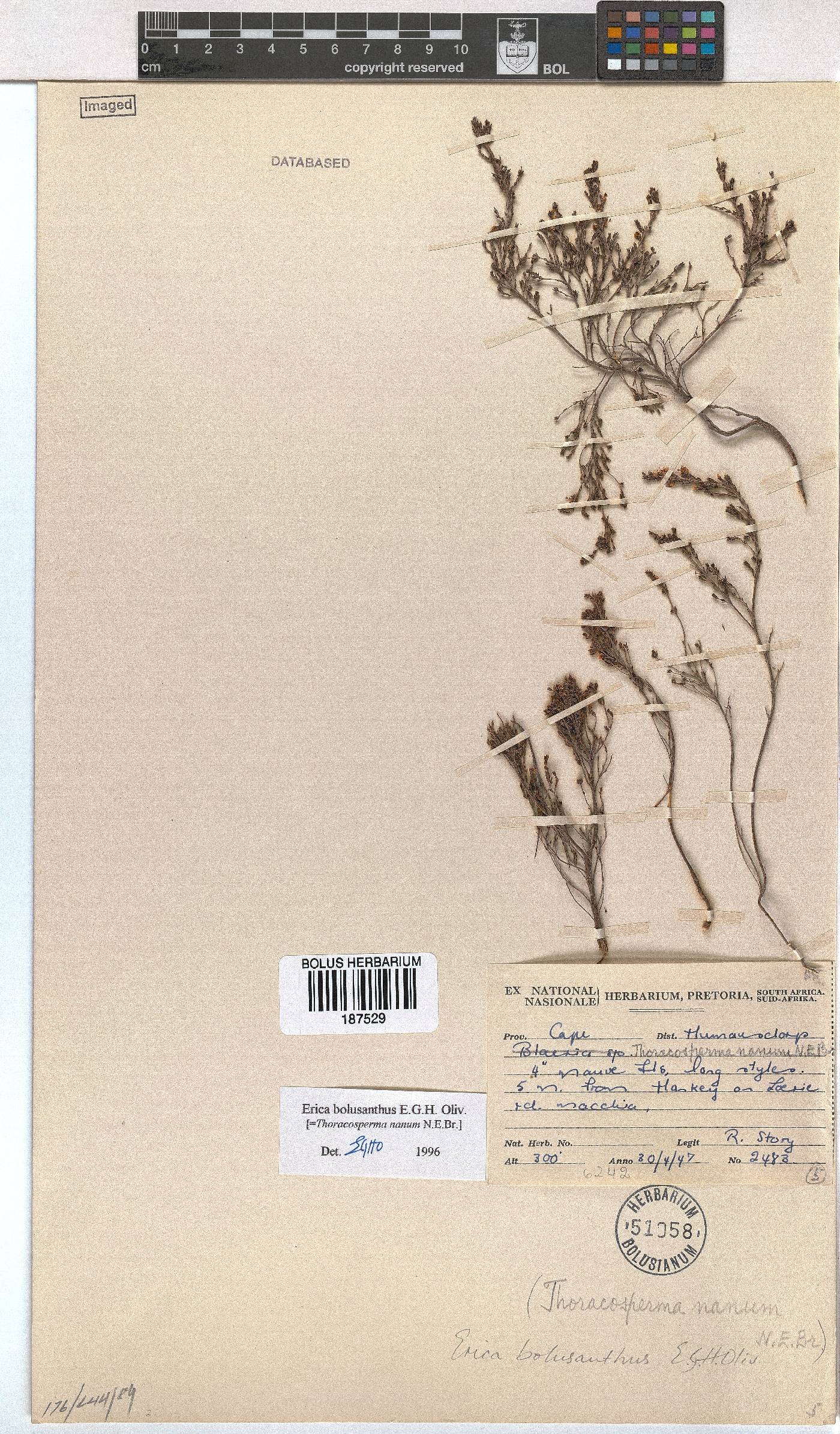 Erica bolusanthus image