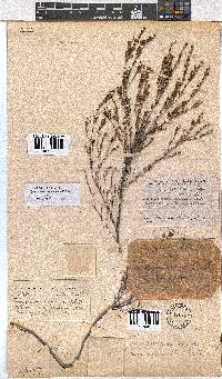 Erica bolusanthus image