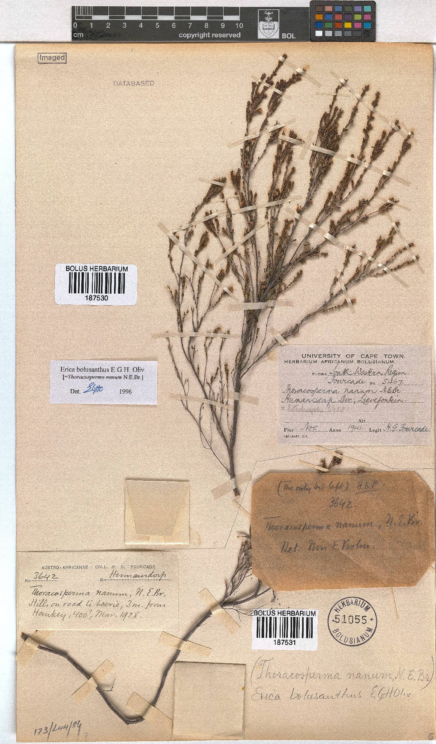 Erica bolusanthus image