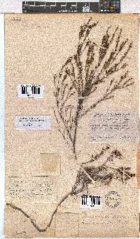 Erica bolusanthus image