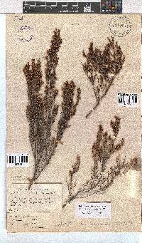 Erica bolusanthus image