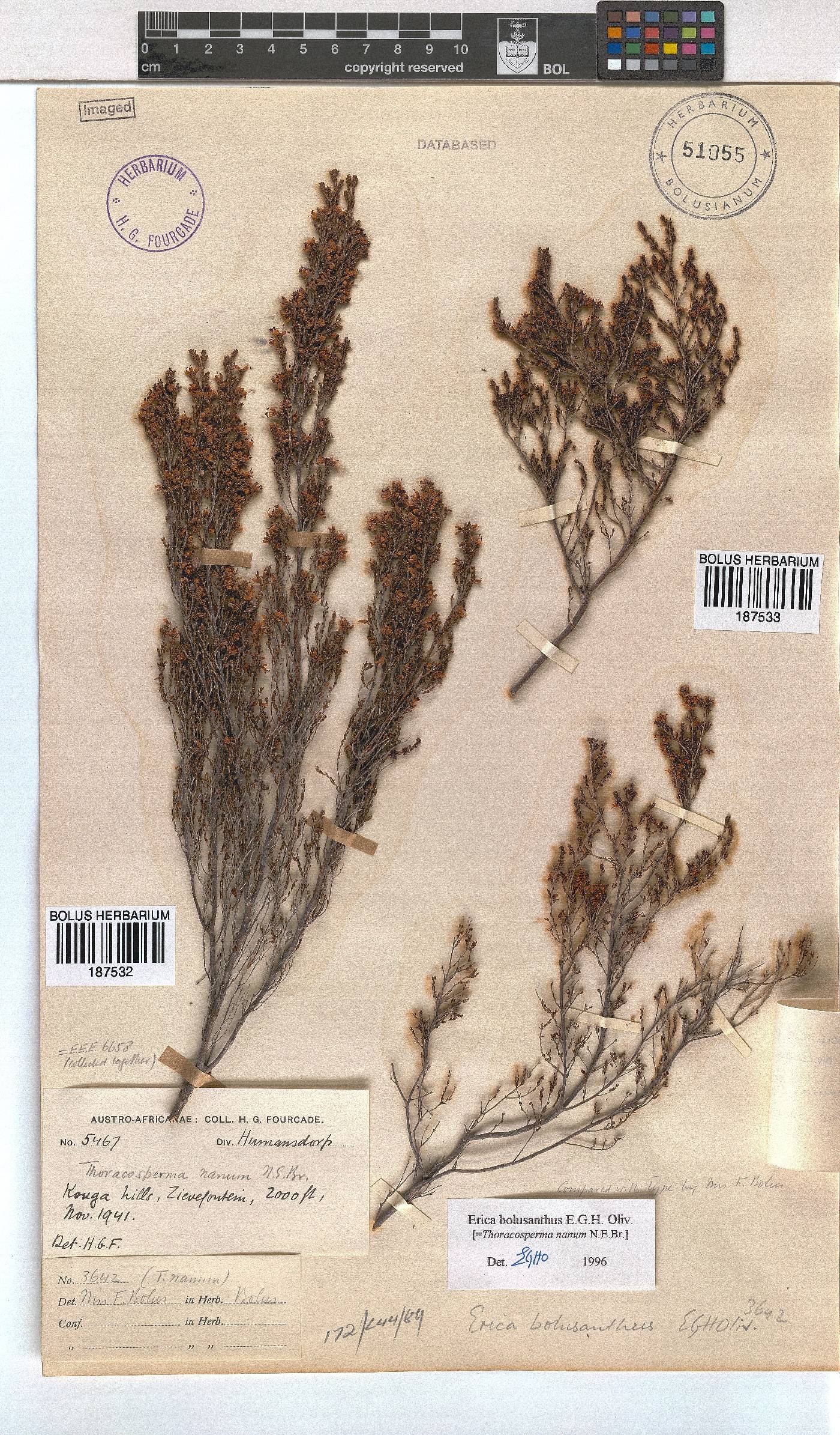 Erica bolusanthus image