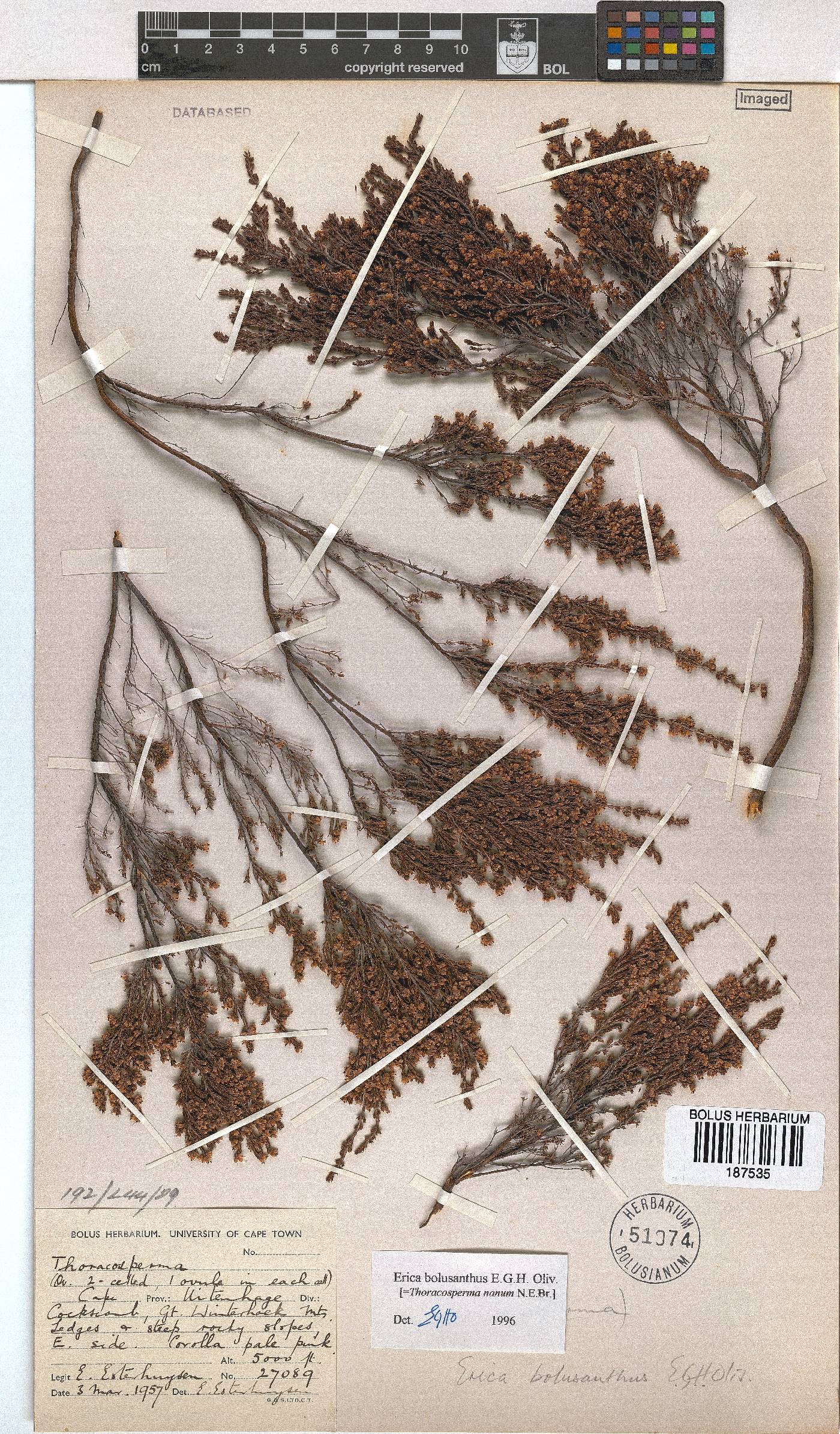 Erica bolusanthus image