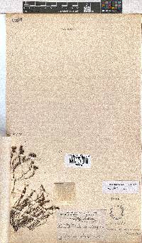 Erica atromontana image