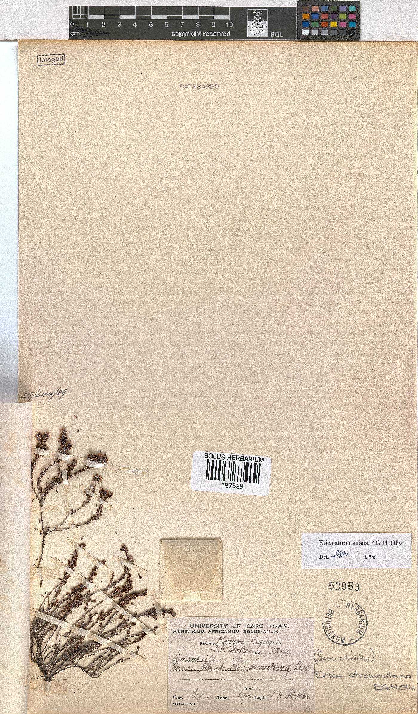 Erica atromontana image