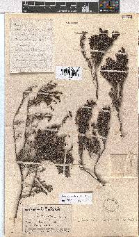 Erica atromontana image