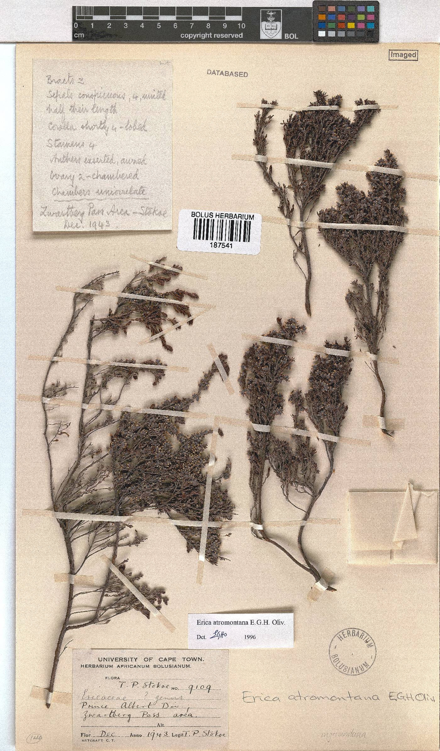 Erica atromontana image