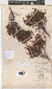 Image of Erica labialis