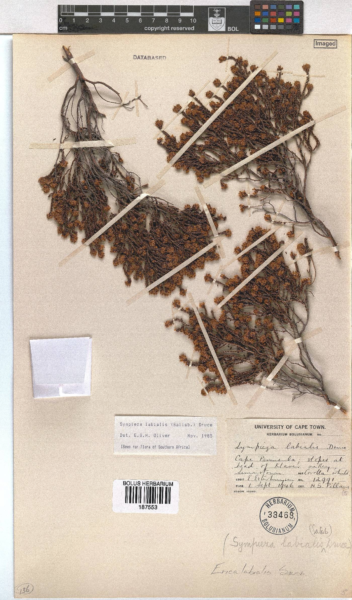 Erica labialis image
