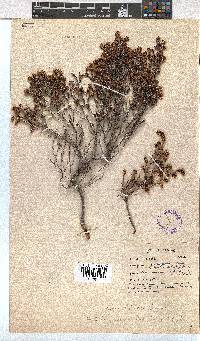 Erica labialis image