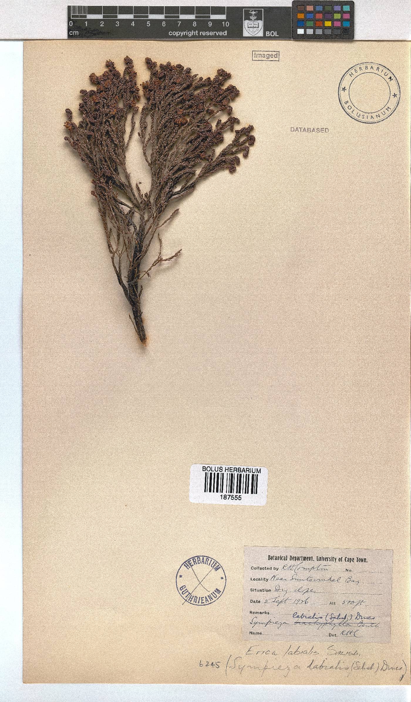 Erica labialis image
