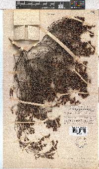 Erica labialis image