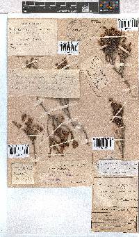 Erica labialis image