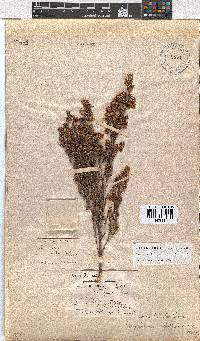 Erica labialis image