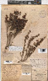 Erica labialis image