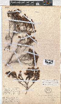 Erica labialis image