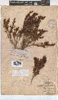 Erica labialis image