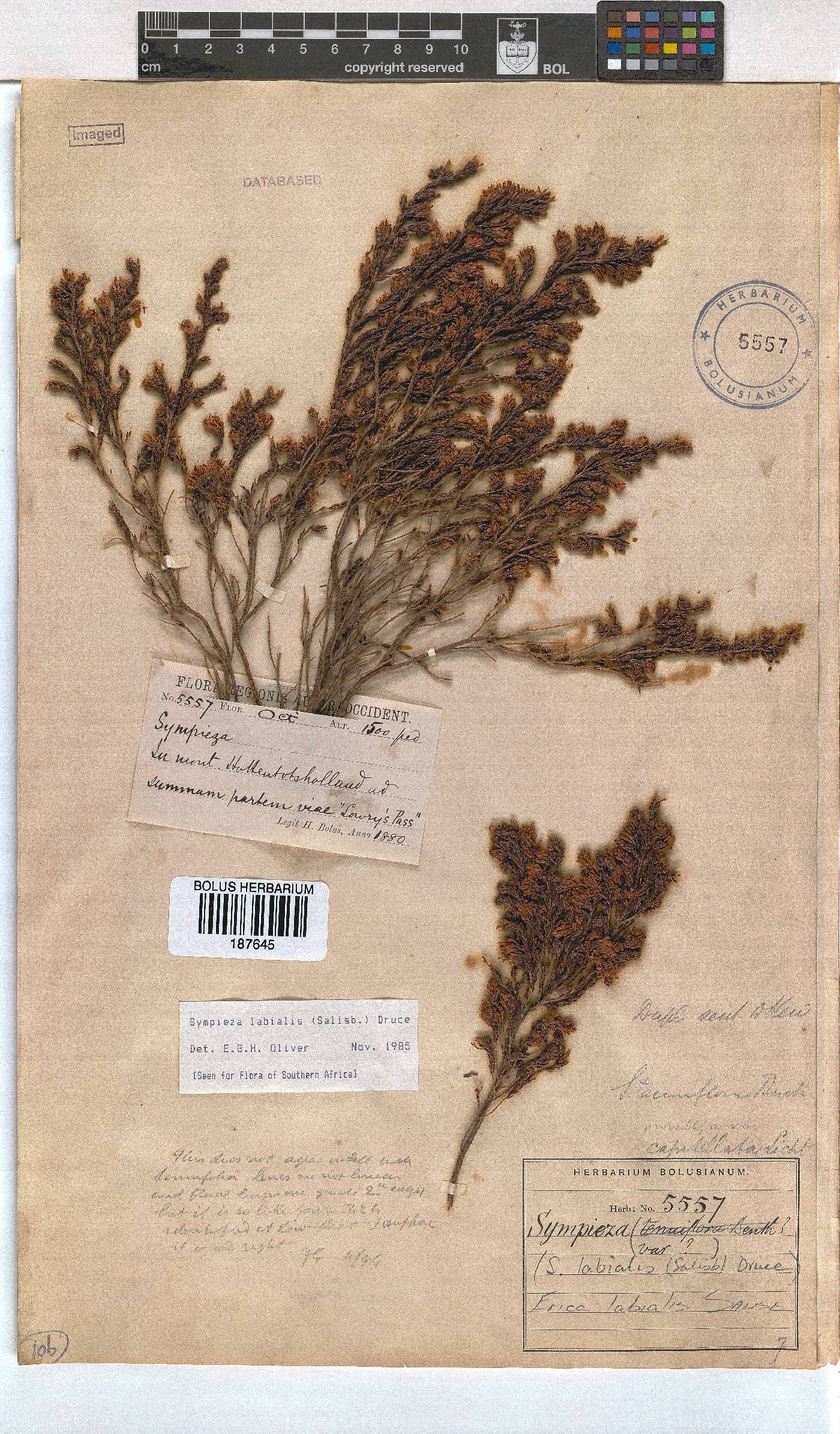 Erica labialis image