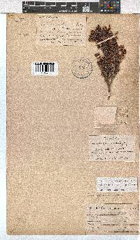 Erica labialis image