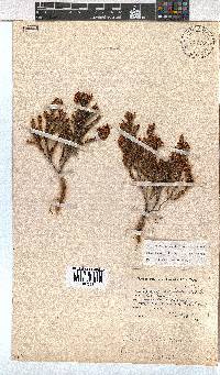 Erica labialis image