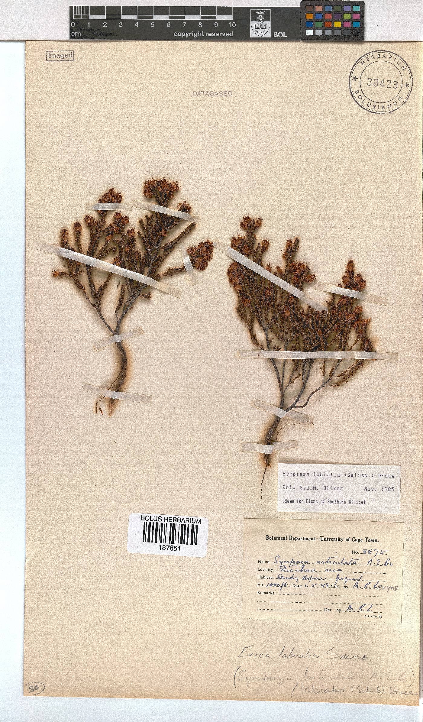 Erica labialis image