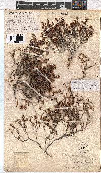 Erica labialis image